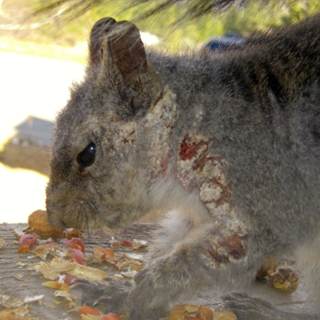 Squirrel with mange